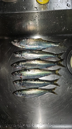 ニシンの釣果