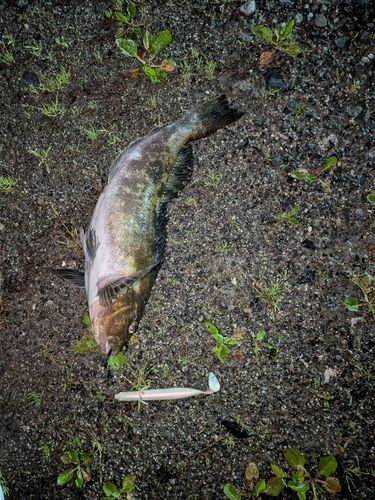 アイナメの釣果