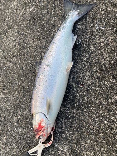 サクラマスの釣果