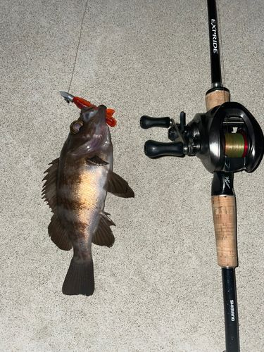 シロメバルの釣果