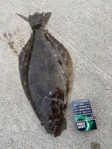 サクラマスの釣果