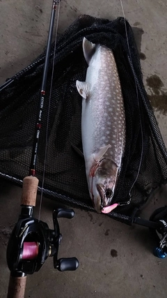 アメマスの釣果