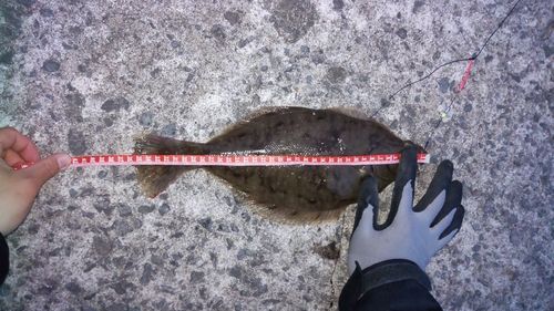 マガレイの釣果