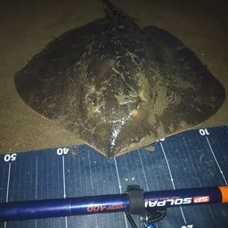 アカエイ