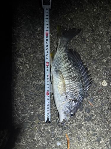 キビレの釣果