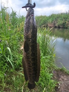 ライギョの釣果