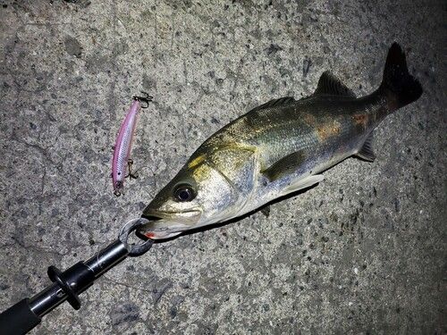 シーバスの釣果