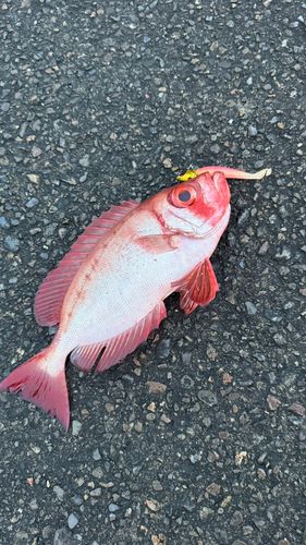 ホウセキキントキの釣果