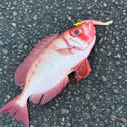 ホウセキキントキ