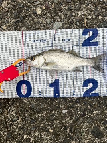 セイゴ（ヒラスズキ）の釣果