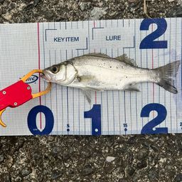 セイゴ（ヒラスズキ）