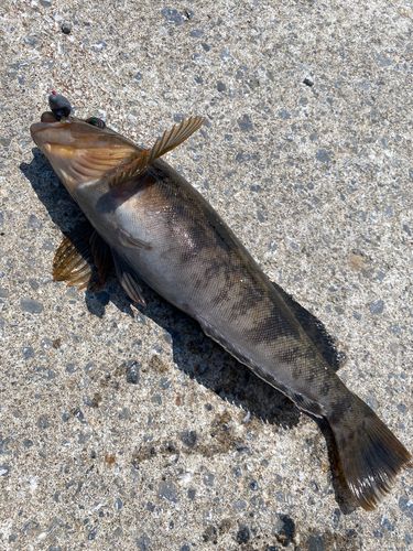 アイナメの釣果