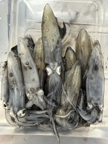 ヒイカの釣果