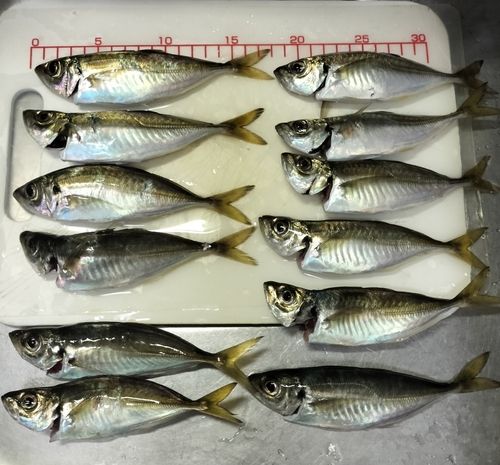 アジの釣果