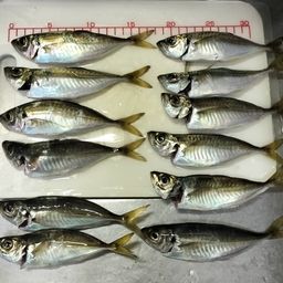 アジ