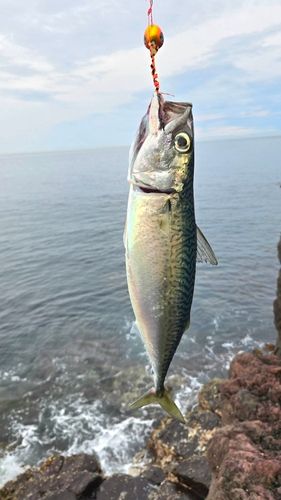 サバの釣果