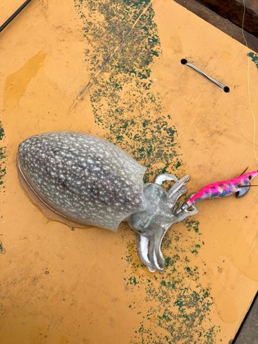 シリヤケイカの釣果