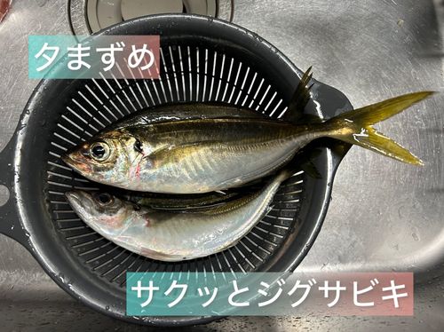 アジの釣果