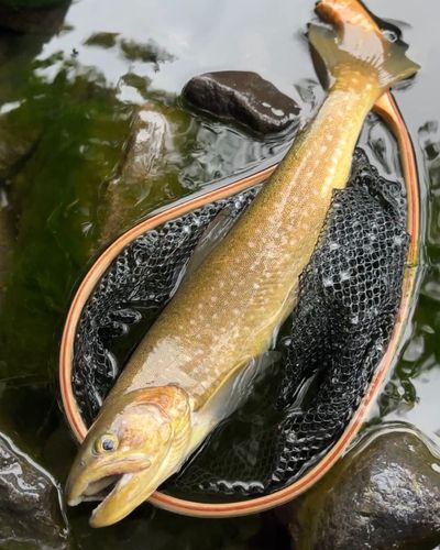 アメマスの釣果