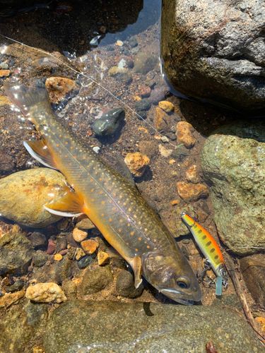 オショロコマの釣果