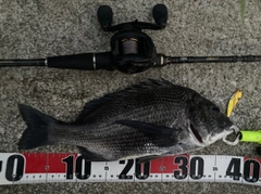 チヌの釣果