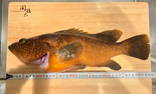 キジハタの釣果