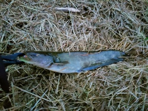 ナマズの釣果