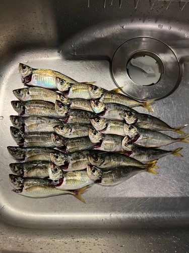 アジの釣果