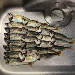 アジ