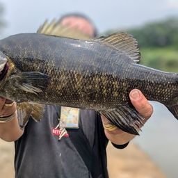 スモールマウスバス