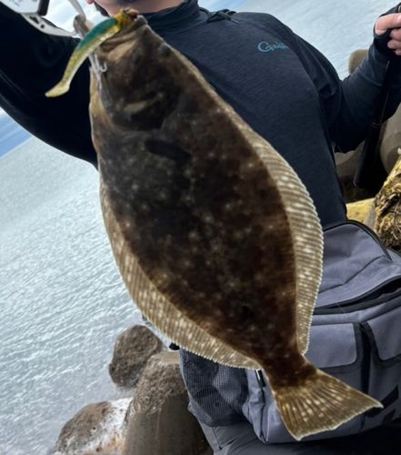 ヒラメの釣果