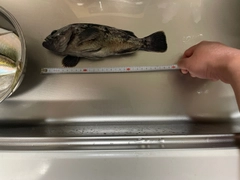 クロソイの釣果