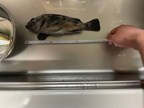 クロソイの釣果