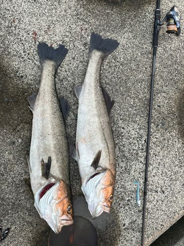 シーバスの釣果