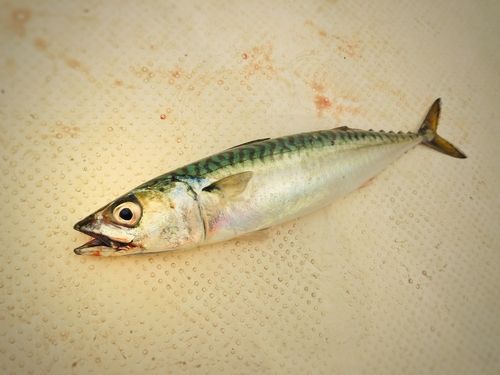 サバの釣果