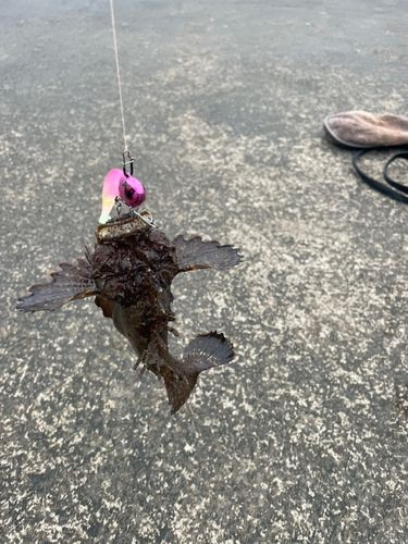 オニオコゼの釣果