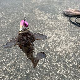 オニオコゼ
