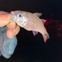 ネンブツダイ