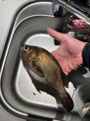 クロメバルの釣果