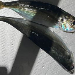 アジ