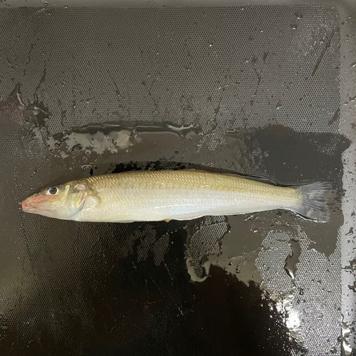 シロギスの釣果