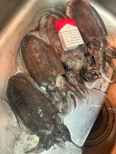 コウイカの釣果