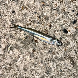 トウゴロウイワシ