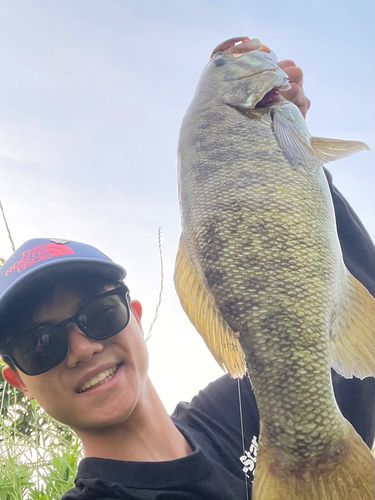 スモールマウスバスの釣果