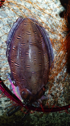 モンゴウイカの釣果