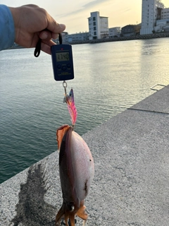 コウイカの釣果