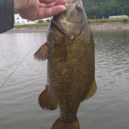 スモールマウスバス