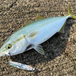 ワカシ