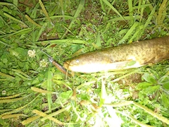マナマズの釣果