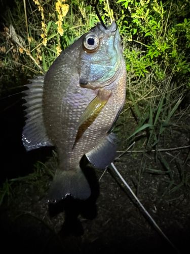 釣果